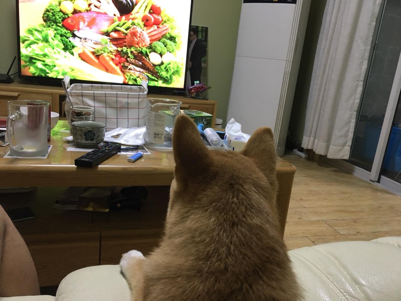 下雨天狗狗不能出去遛怎么办,下雨天不能遛狗不排便怎么办