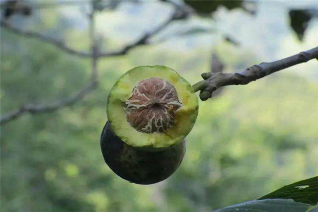 注意“四要”，做到“八玩、八怕”，你也能盘好野核桃