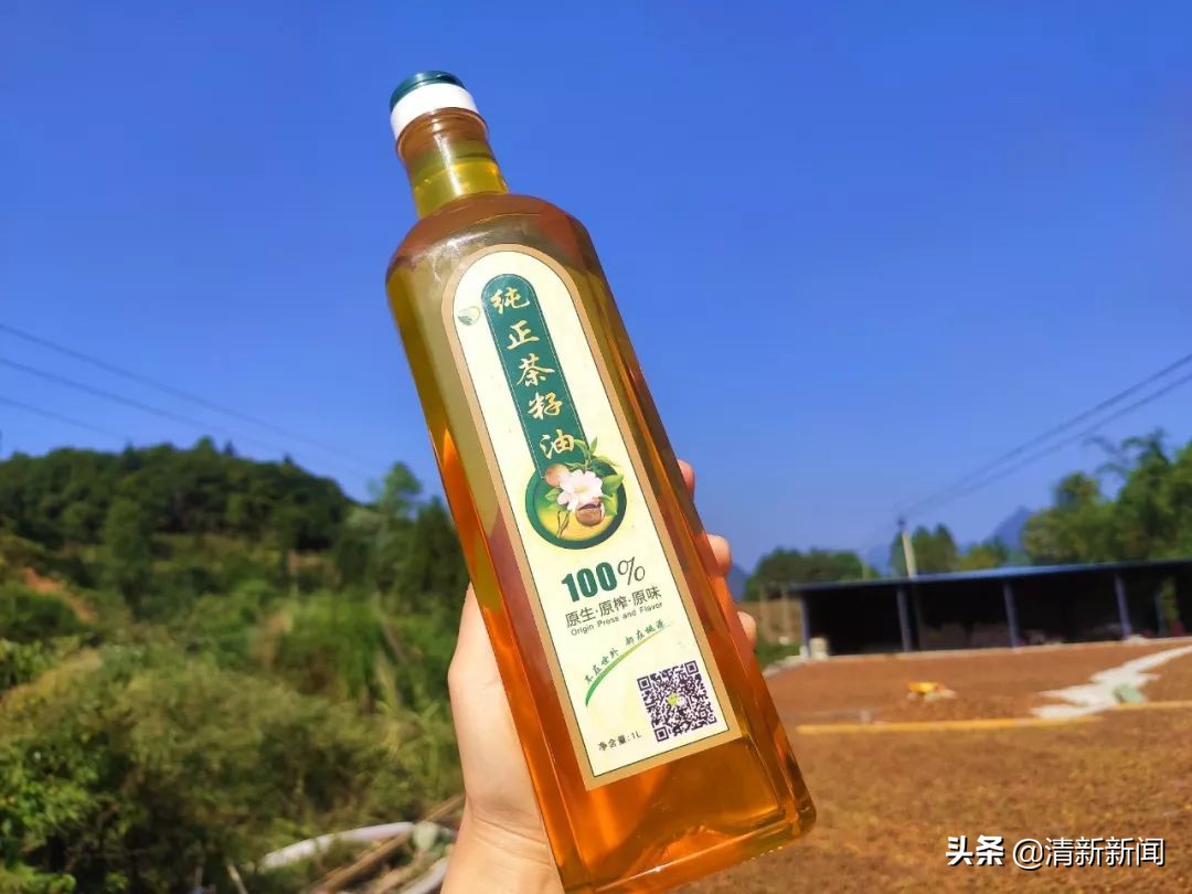 桃源近4000亩油茶果收成采摘啦，茶籽油一斤卖80元