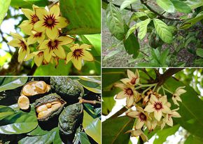 可乐是树上长的吗 (可乐可以长在树上吗)