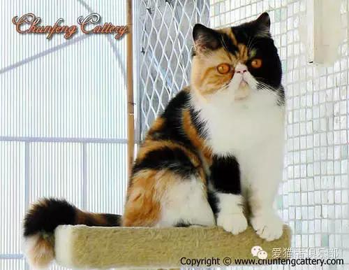 怎么区分加菲猫的品种,纯种加菲猫应该是什么颜色