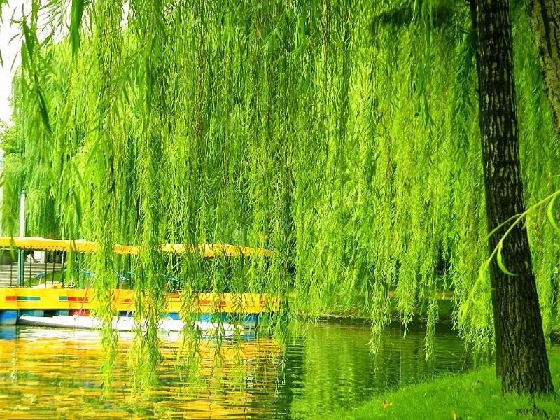 扦插垂柳什么时候成活率高,垂柳能扦插成活吗