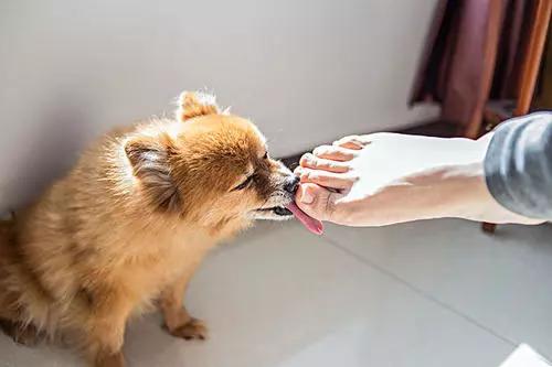 舔一下狗毛会得狂犬病吗,舔狗一下狗狗会有什么反应