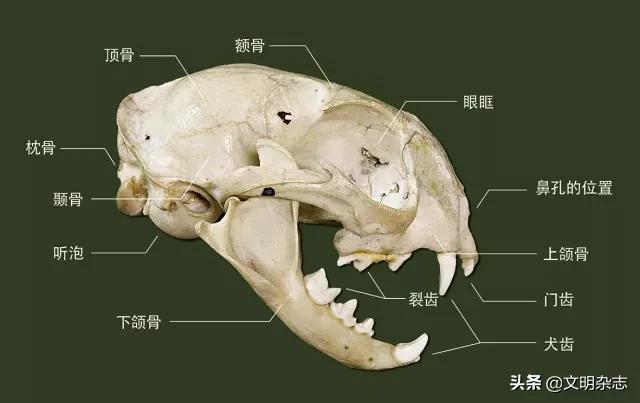 幽秘的长耳精灵——狞猫