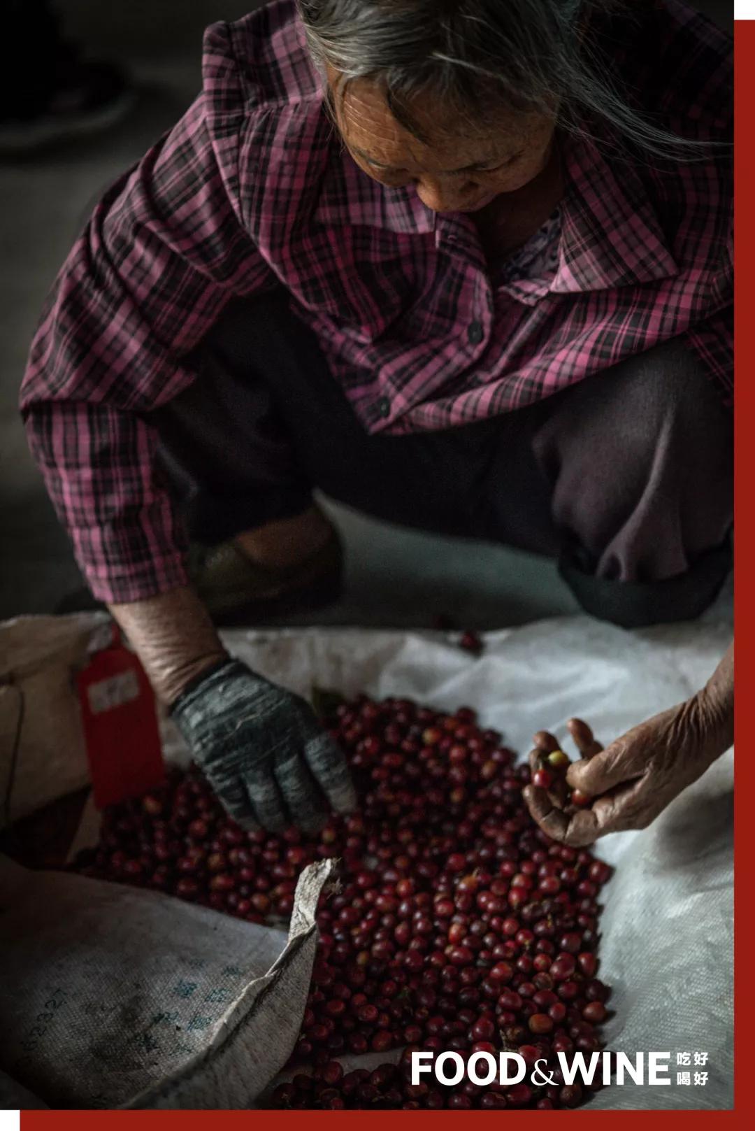 云南咖啡排名,云南咖啡十大品牌