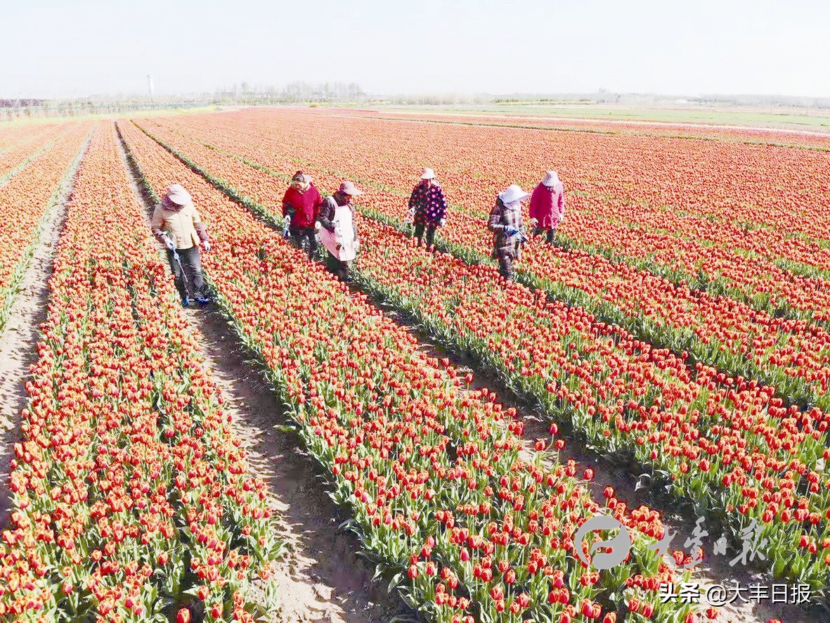盐城射阳全面加速乡村振兴步伐,盐城聚焦乡村振兴