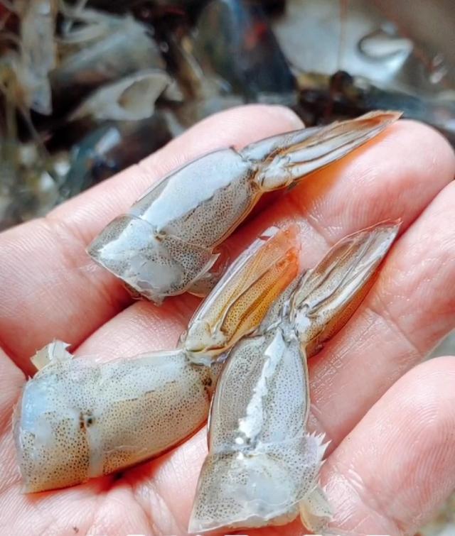 鲜虾如何速冻保存,鲜虾怎么保存24小时为最新鲜