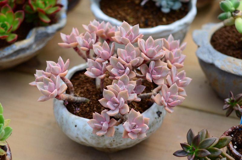 姬胧月叶片太多,姬胧月把叶片养的肥厚