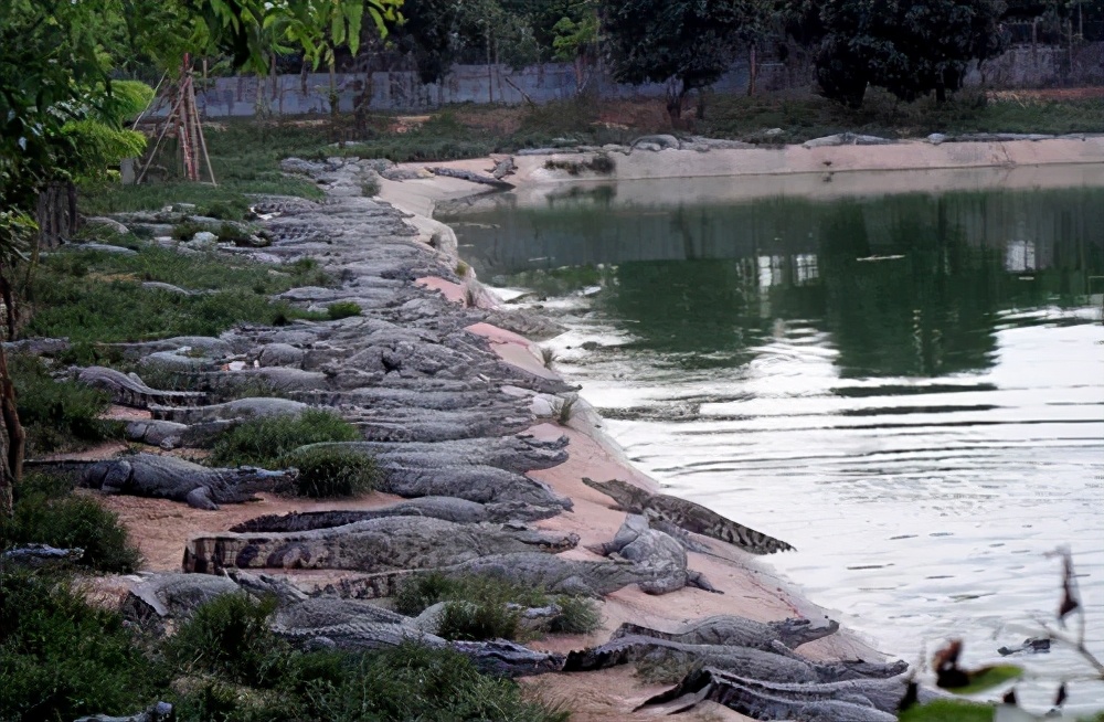 10大理由让你选择鳄鱼皮具不再犹豫