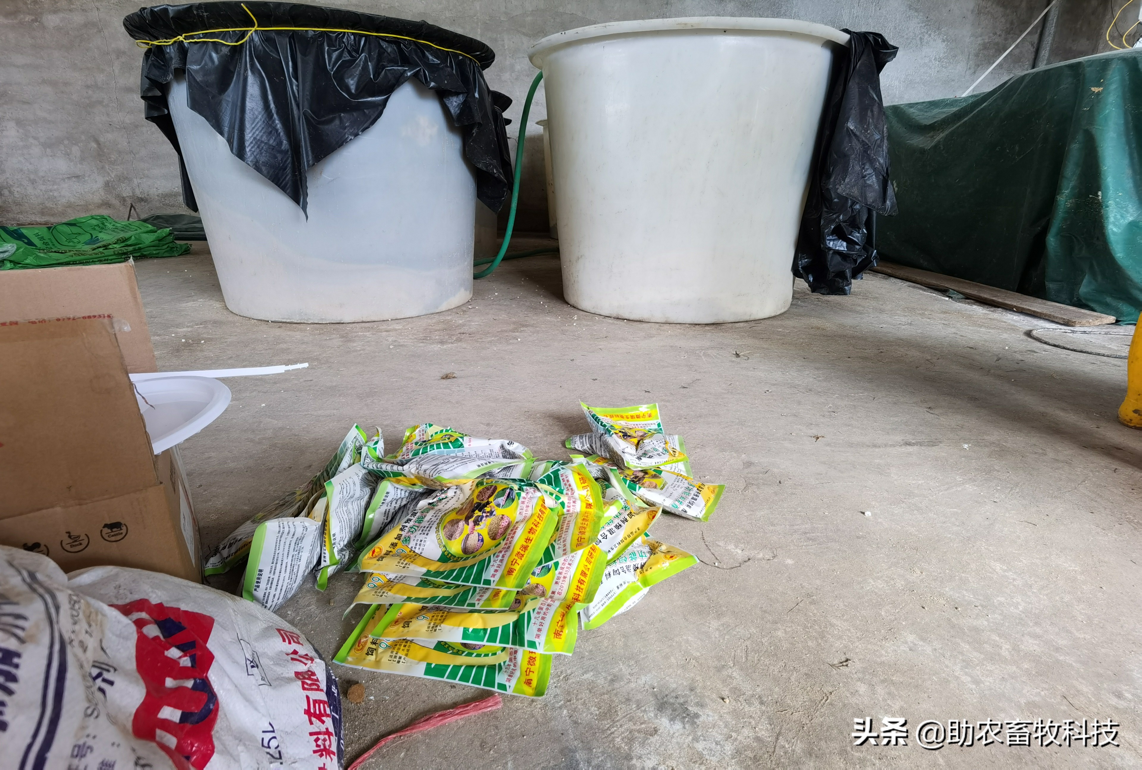 100头母猪养殖视频大全,中草药养母猪技术