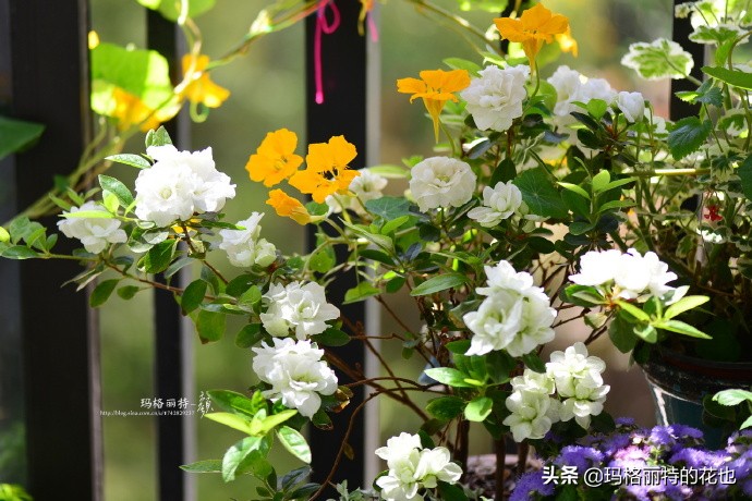 历史悠久的十大名花（海量美图），你选哪个做国花？