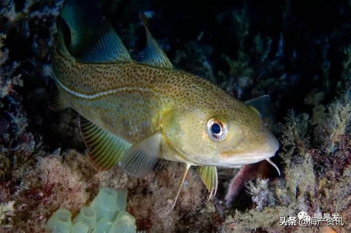 各国海鲜大盘点,今年过年最值得入手的海鲜