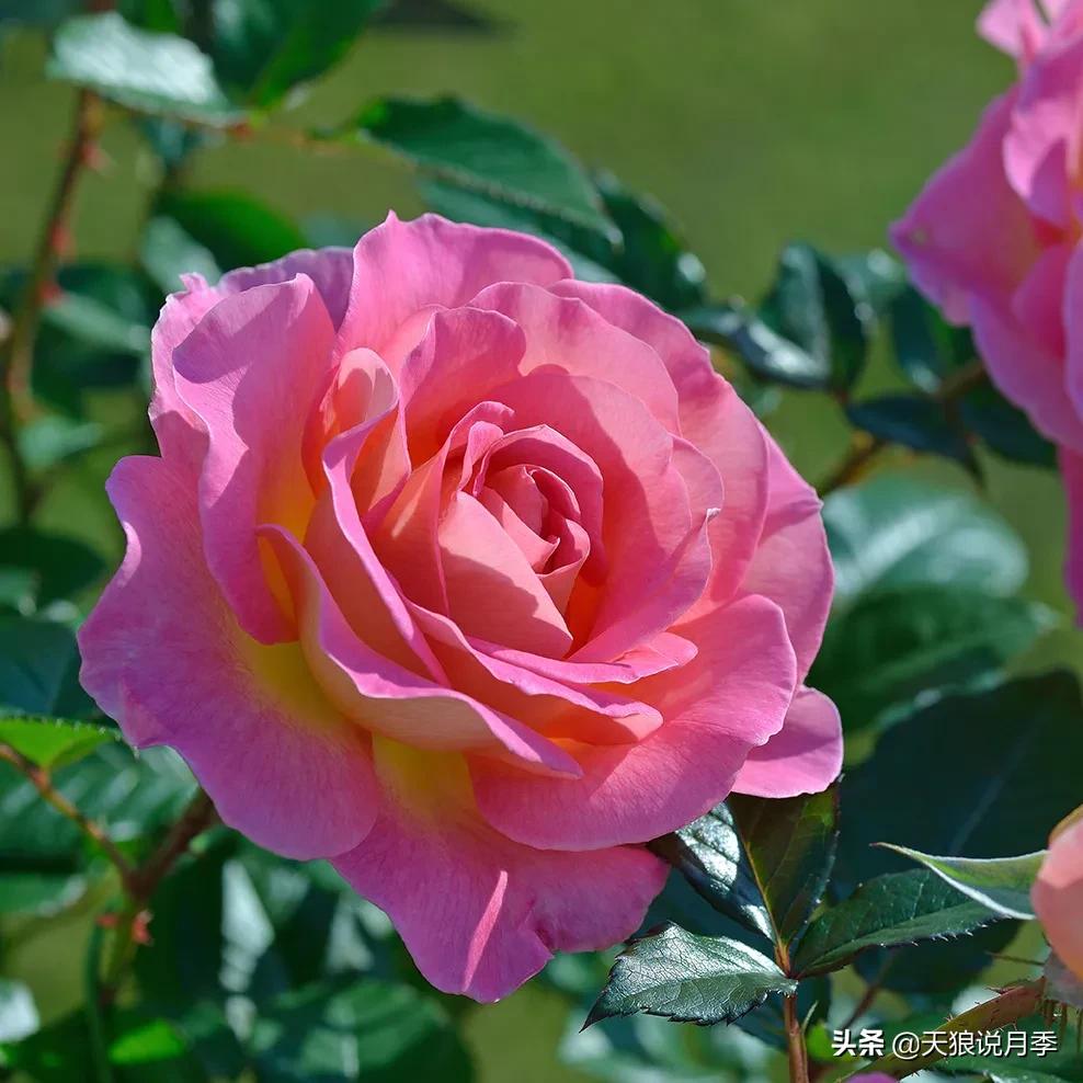 浪漫者的情怀，实用派的操作，一起来邂逅这8款法式月季