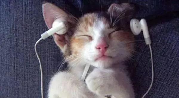 听猫打呼噜的网站,能听到你打呼噜的软件