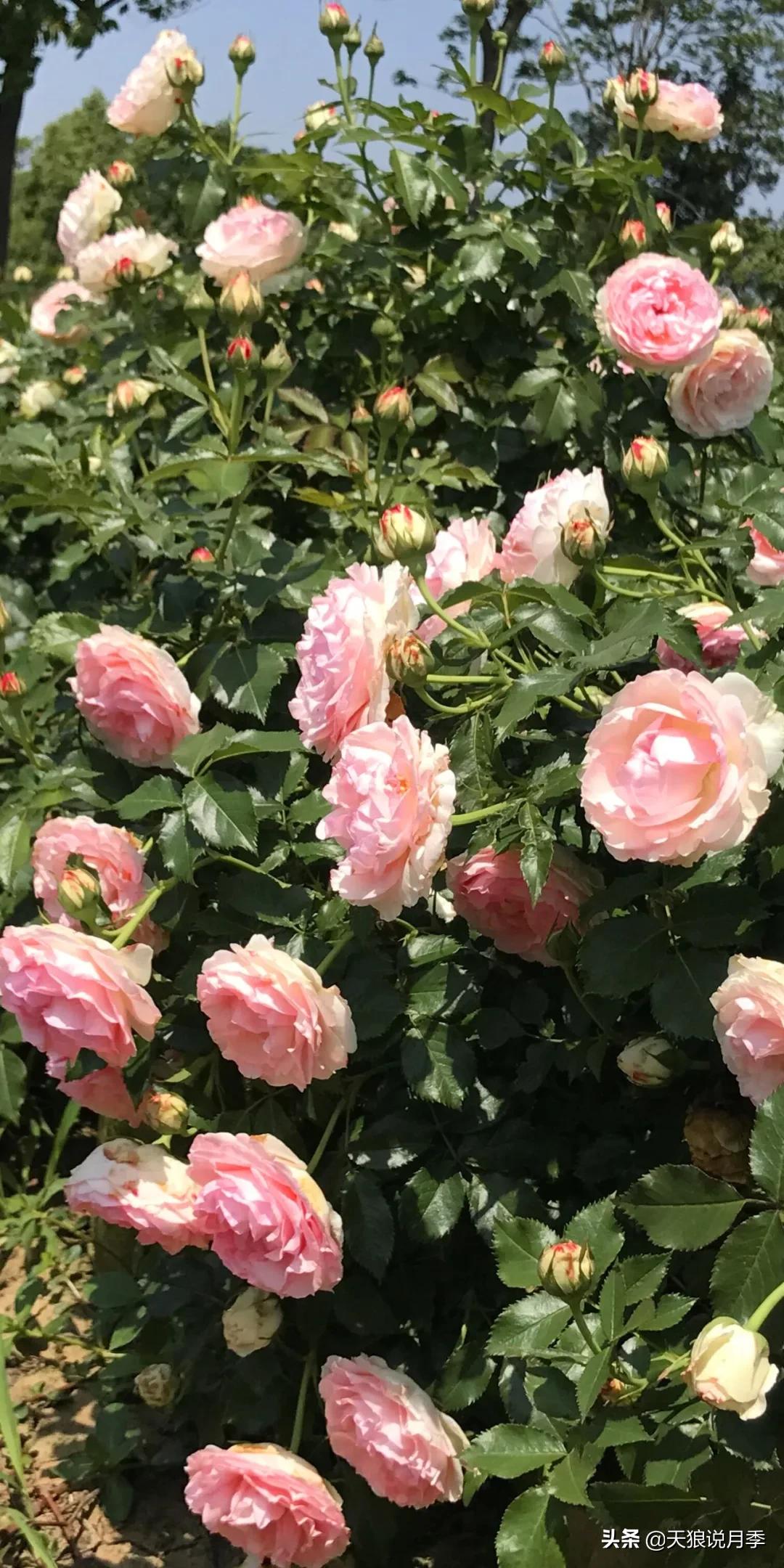 又一个十年,国产自育品种