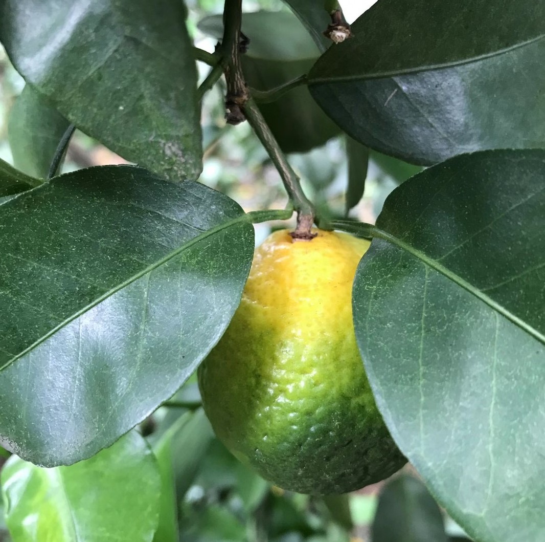 柑橘幼果落果严重是什么原因,柑橘落果急性炭疽病该用什么农药