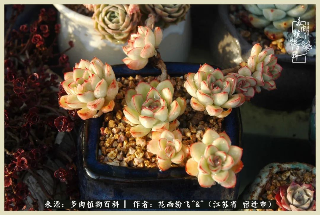 我家老臧：从反对到爱屋及乌的多肉守护人