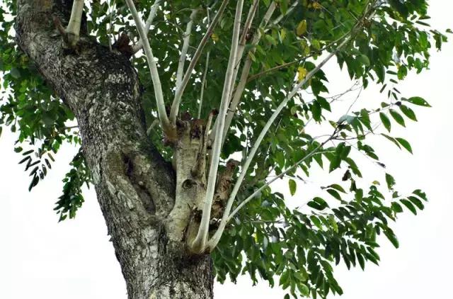 海南珍贵树木有哪些图片,海南花草树木名称大全