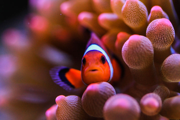 养硬骨珊瑚需要什么设备,新手养珊瑚步骤