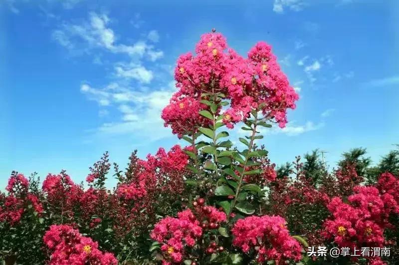 渭塘紫薇花开在哪里,渭南临渭区紫薇花开了