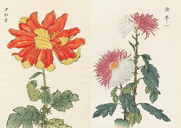 喜欢菊花有啥说法吗,喜欢菊花的人多吗