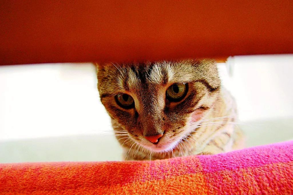 准妈妈的日常护理准则,准妈妈注意事项大全