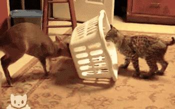 大叔被鱼刺扎伤,大叔被鱼刺伤