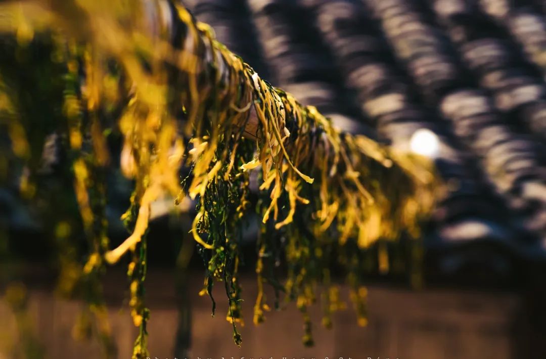 梅干菜为什么是浙江人的乡愁,乡愁梅干菜哪里最好