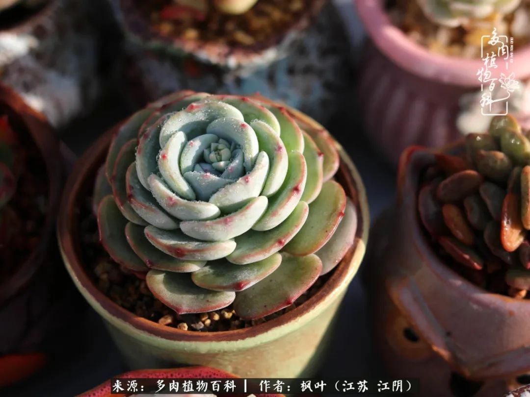 春有约,花不误,多肉与春天有个约会