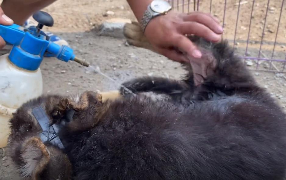 小德牧中暑,德牧幼犬中暑反应