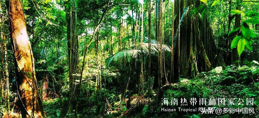 海南天然氧吧舒适景点,海南岛热带天然森林