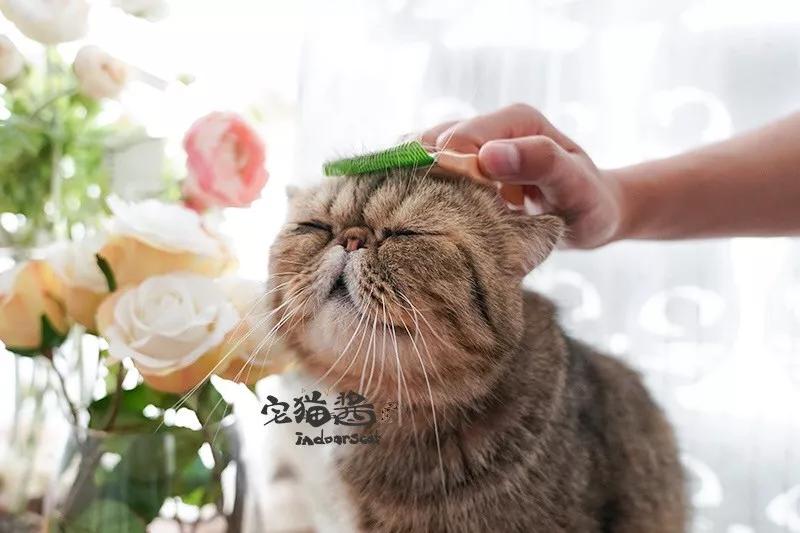 猫毛梳毛神器推荐,去猫毛神器推荐实测有效第一
