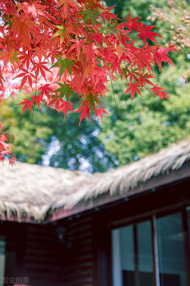 江南的秋天,温柔诗意,漫步姑苏城感受岁月静好,人间值得