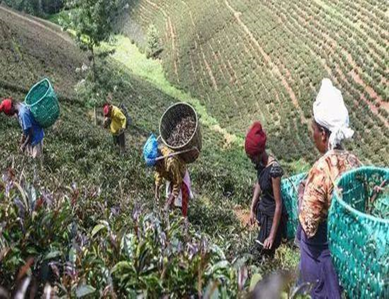 非洲红茶,肯尼亚红茶
