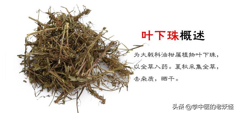 珍珠草的食用方法,珍珠草搭配什么中药治疗肝炎