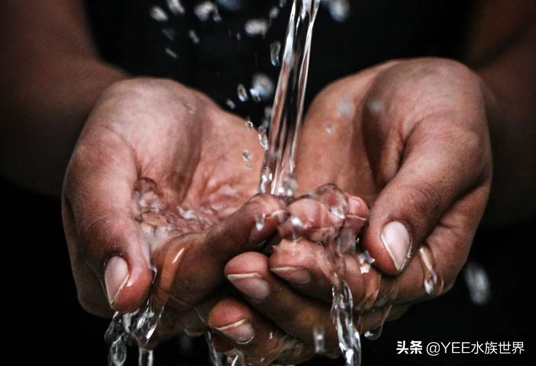 鱼缸没有鱼可以放硝化细菌吗,鱼缸没有硝化细菌可以用过滤器吗