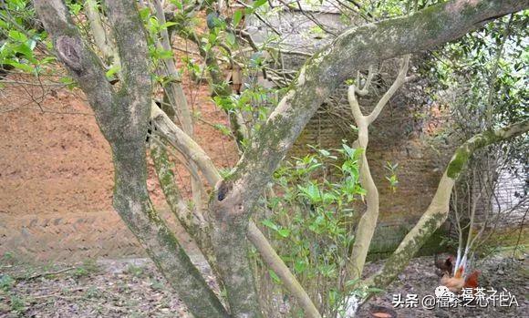 福建茶传说,福建水仙茶哪种最好