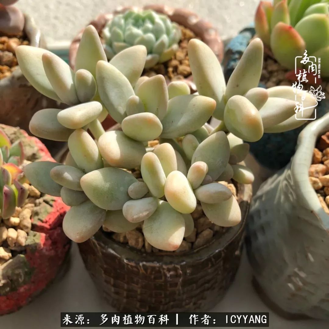 室内阳台多肉的养护方法,景天多肉养护