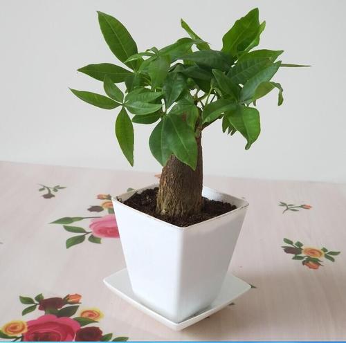 适合室内养的寓意好的大型绿植,什么样的绿植养起来带来好运