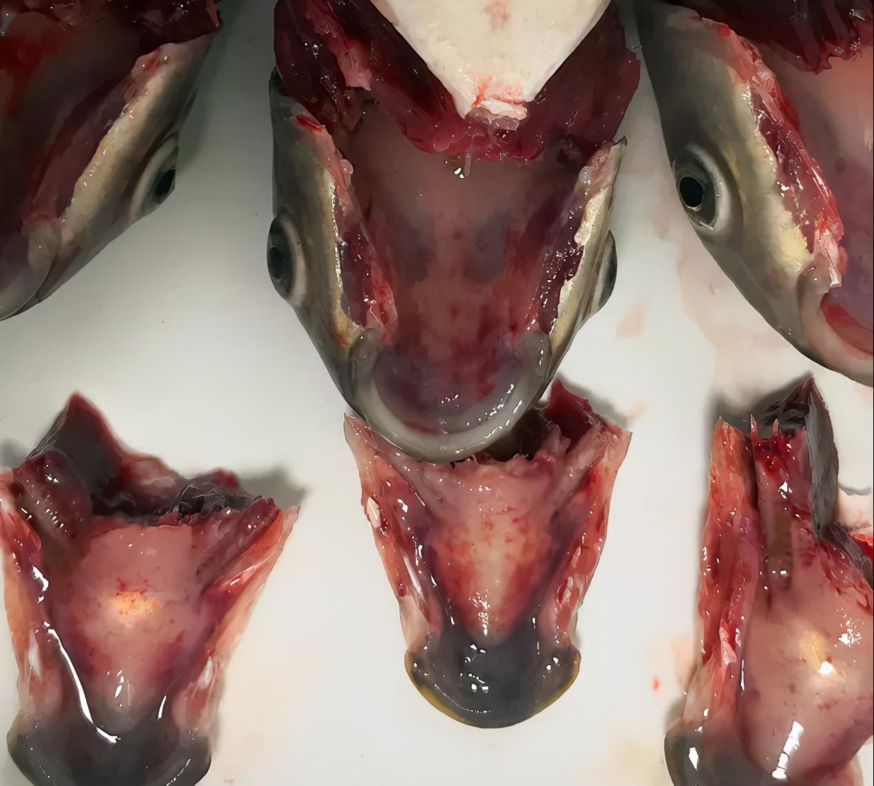 鱼病为什么老是反复治不好,鱼病久治不愈