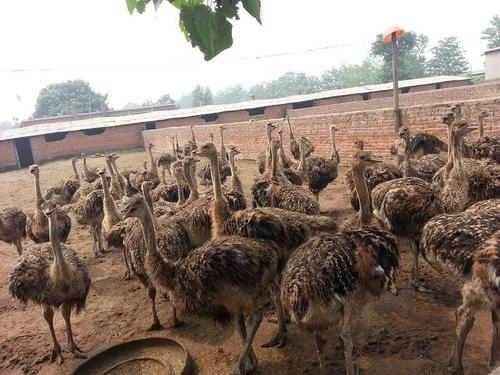 养殖鸵鸟怎么养殖得快些,为什么不建议养殖鸵鸟