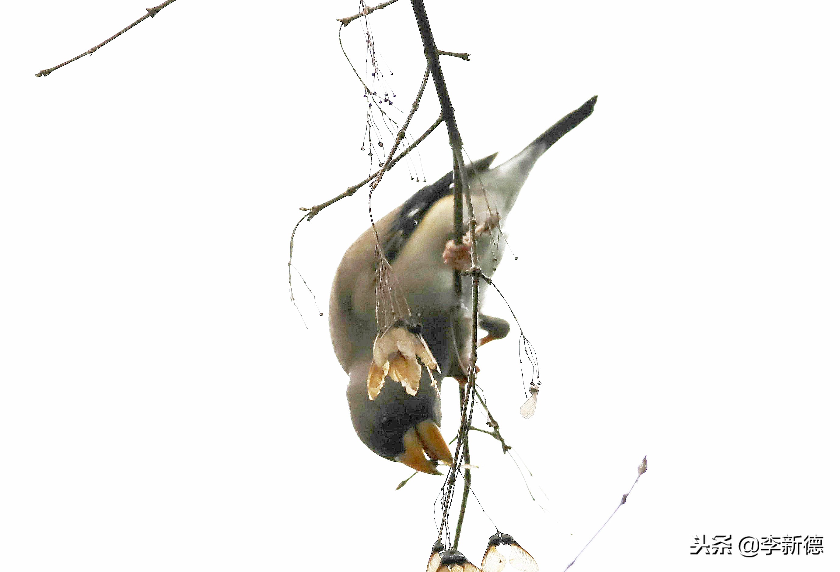 合肥高新区蜀峰湾,合肥市蜀峰湾