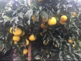 柑橘新优优缺点,设施柑橘新品种优缺点