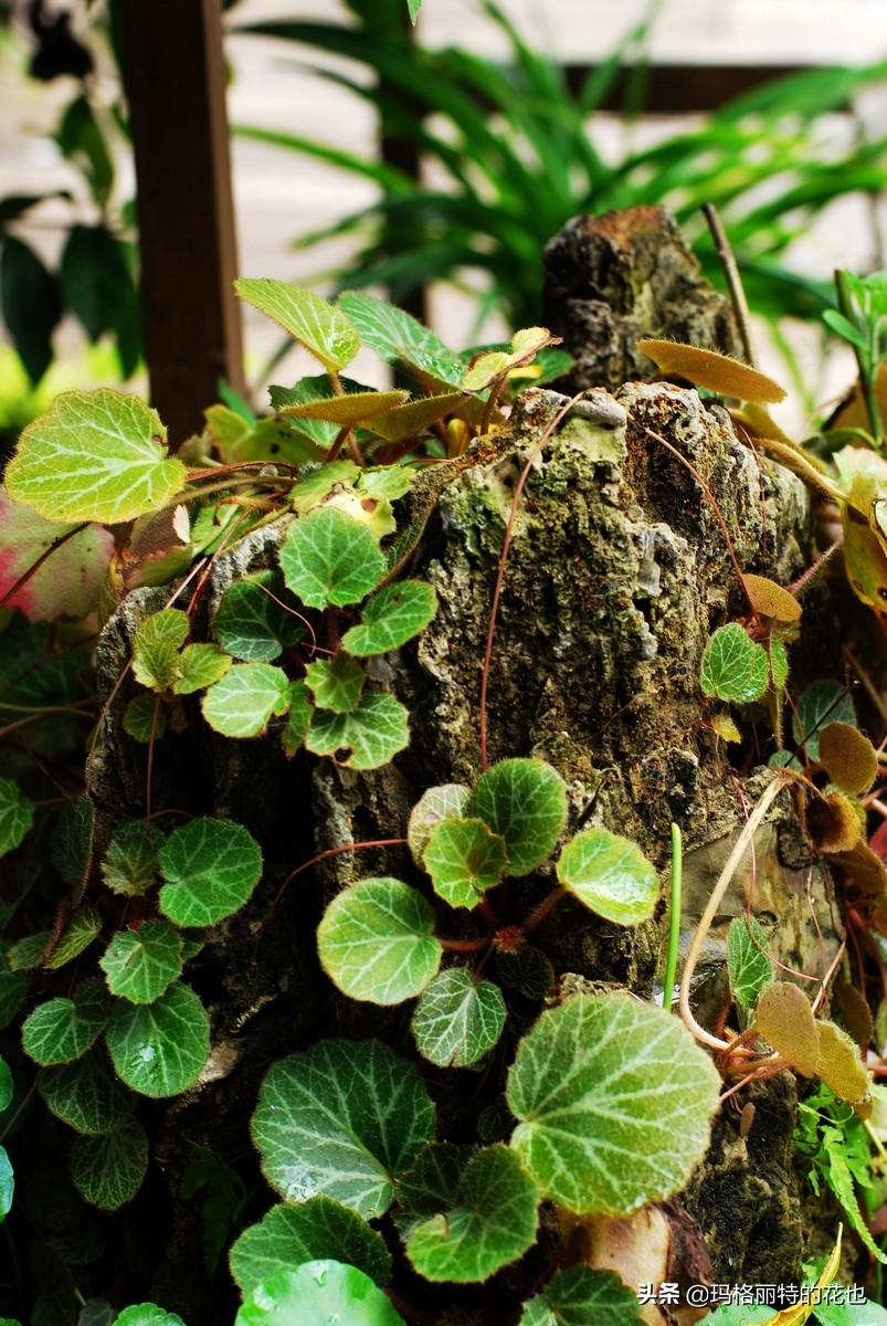 河马花园植物大全,荷马花园的月季