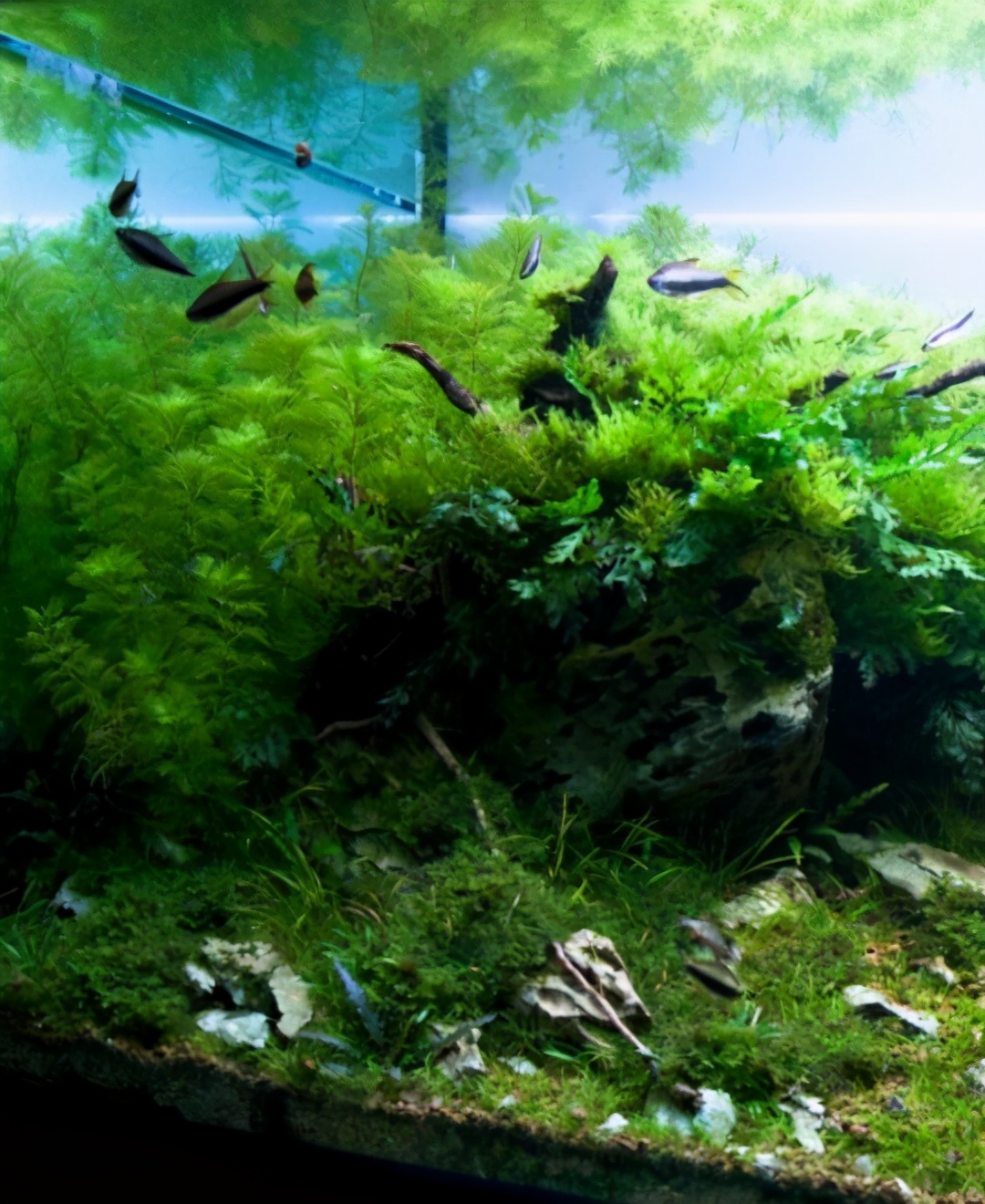 三角形构图水族造景,水族造景构图黄金比例