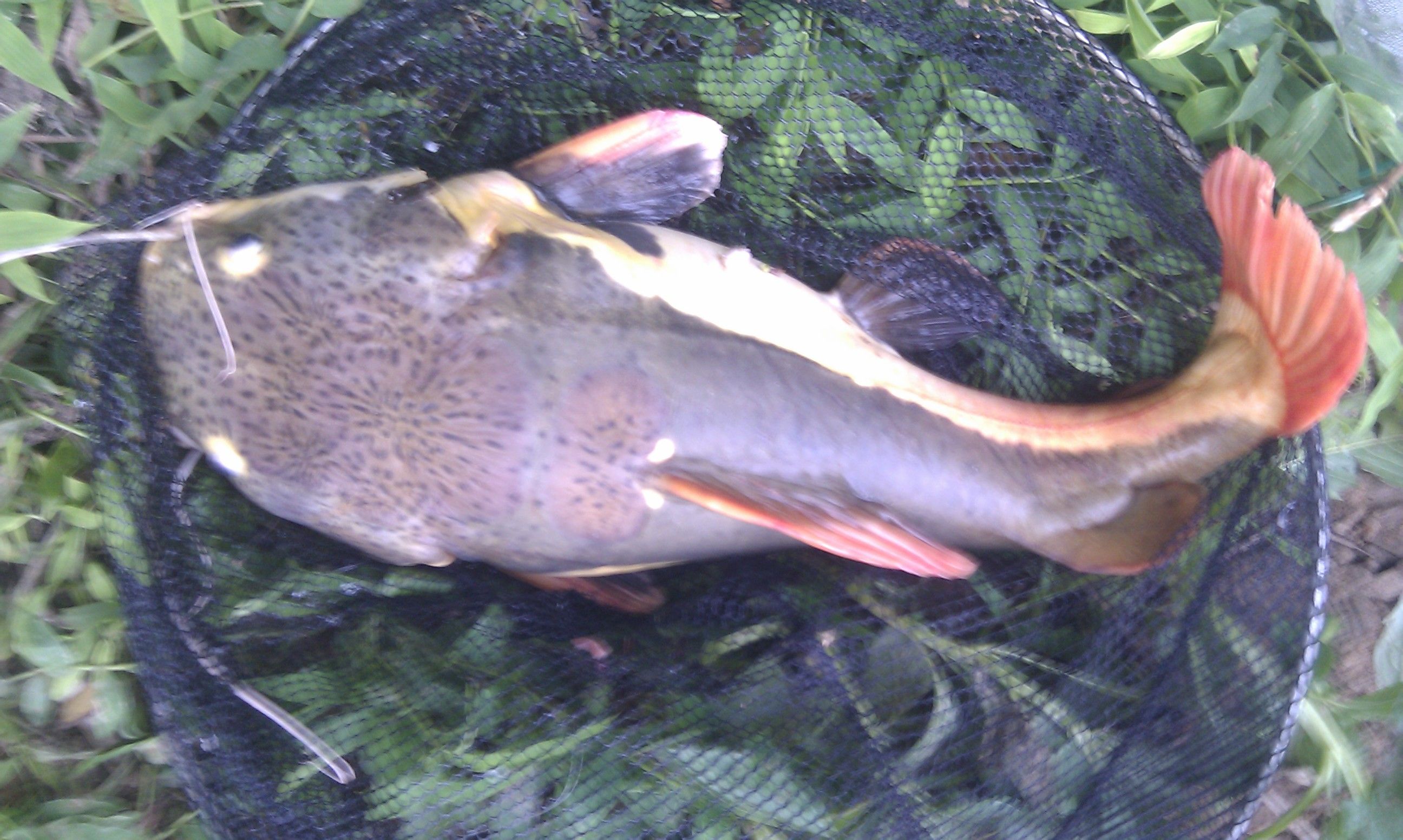 放生鲶鱼违法嘛,长沙市梅溪湖放生