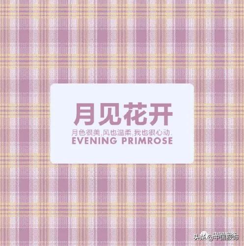 乐町链条鱼尾伞裙,乐町和魔卡小樱联名伞