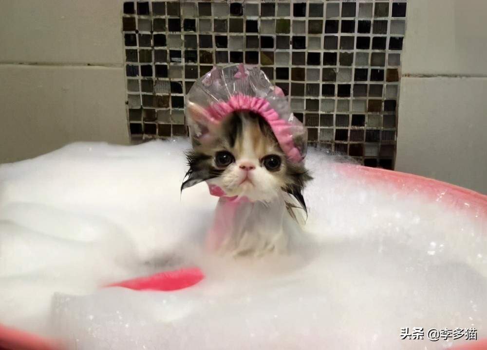 给猫咪洗澡的做法,给猫咪洗澡的方法和技巧