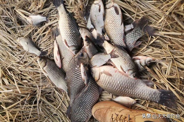 早春钓鱼方法与技巧,春季钓鱼遵循这3点鱼获杠杠的