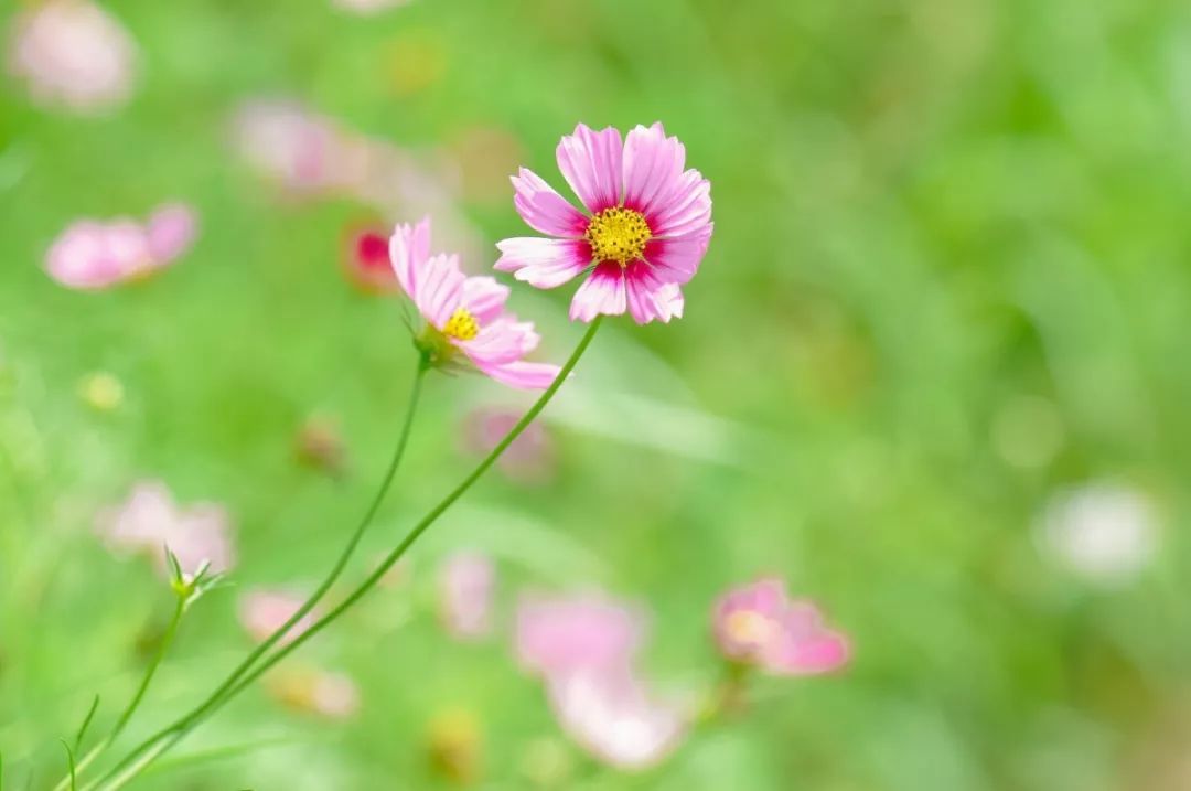 一招治愈脾胃特效药,调理脾胃治百病药方